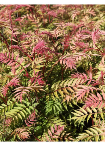 SORBARIA sorbifolia PINK HOPI - Sorbaire à feuilles de sorbier