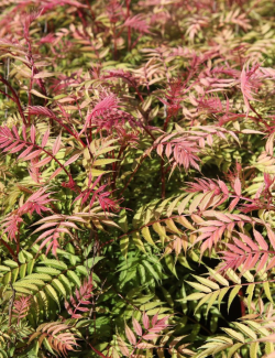 SORBARIA sorbifolia PINK HOPI - Sorbaire à feuilles de sorbier