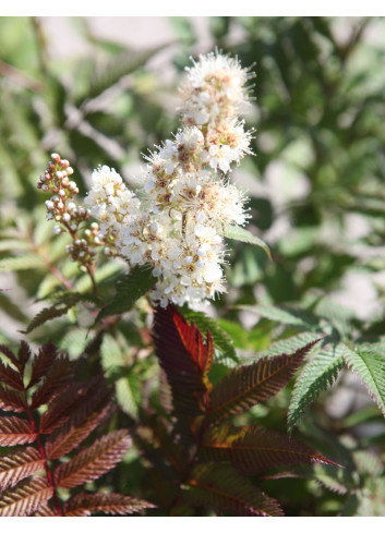 SORBARIA sorbifolia PINK HOPI - Sorbaire à feuilles de sorbier