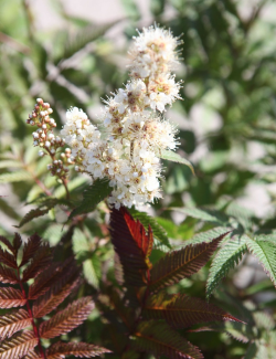 SORBARIA sorbifolia PINK HOPI - Sorbaire à feuilles de sorbier