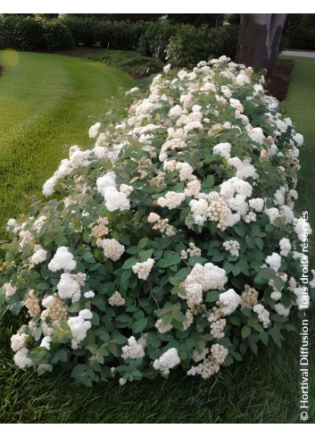 SPIRAEA media DOUBLE PLAY BLUE KAZOO® - Spirée