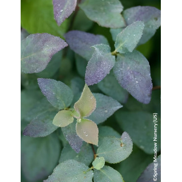 SPIRAEA media DOUBLE PLAY BLUE KAZOO® - Spirée