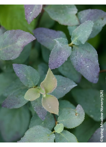 SPIRAEA media DOUBLE PLAY BLUE KAZOO® - Spirée
