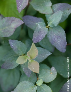 SPIRAEA media DOUBLE PLAY BLUE KAZOO® - Spirée