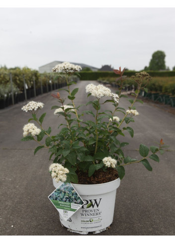 SPIRAEA media DOUBLE PLAY BLUE KAZOO® - Spirée En pot de 10-12 litres buisson hauteur 040-050 cm