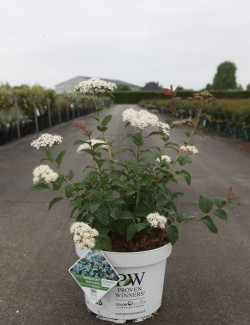 SPIRAEA media DOUBLE PLAY BLUE KAZOO® - Spirée En pot de 10-12 litres buisson hauteur 040-050 cm