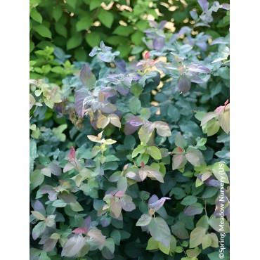 SPIRAEA media DOUBLE PLAY BLUE KAZOO® - Spirée