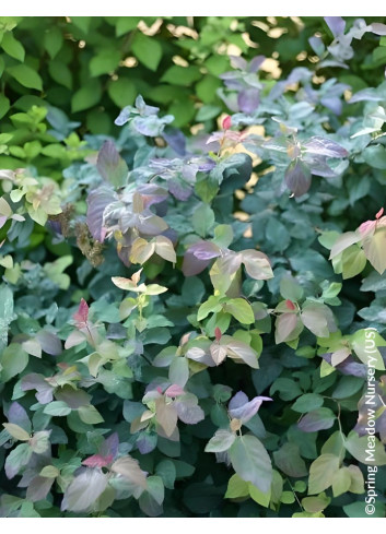 SPIRAEA media DOUBLE PLAY BLUE KAZOO® - Spirée