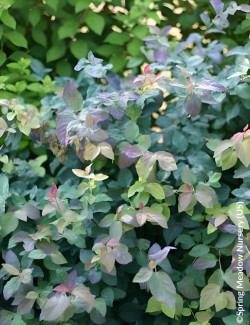 SPIRAEA media DOUBLE PLAY BLUE KAZOO® - Spirée