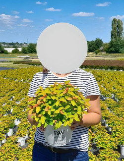 spiree-du-japon-double-play-big-bang-spiraea-japonica-double-play-big-bang-1.jpg