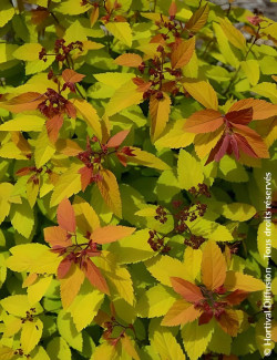 spiree-du-japon-double-play-big-bang-spiraea-japonica-double-play-big-bang.jpg