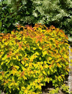 spiree-du-japon-double-play-big-bang-spiraea-japonica-double-play-big-bang-2.jpg