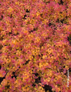 spiree-du-japon-double-play-big-bang-spiraea-japonica-double-play-big-bang-4.jpg