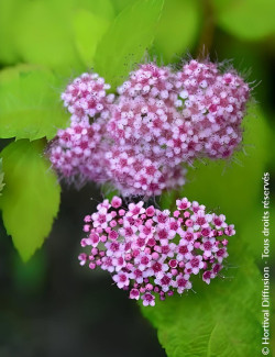 spiree-du-japon-double-play-big-bang-spiraea-japonica-double-play-big-bang-5.jpg