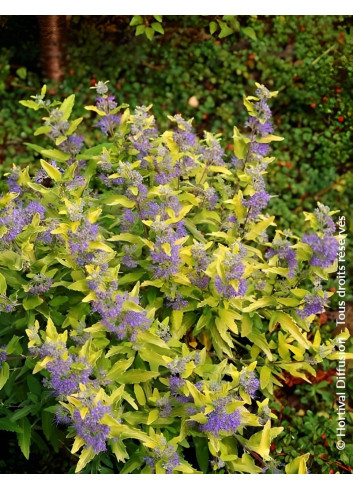 CARYOPTERIS clandonensis SUNNY BLUE® - Barbe bleue