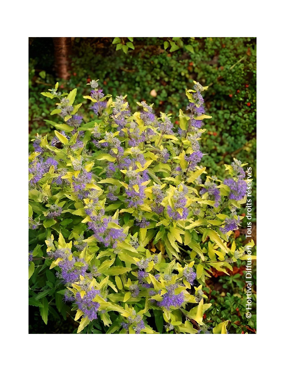 CARYOPTERIS clandonensis SUNNY BLUE® - Barbe bleue
