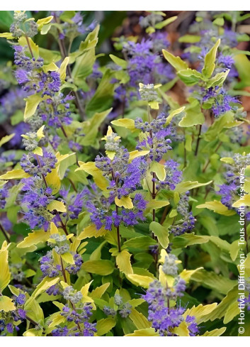 CARYOPTERIS clandonensis SUNNY BLUE® - Barbe bleue