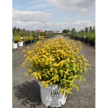 CARYOPTERIS clandonensis SUNNY BLUE® - Barbe bleue En pot de 10-12 litres buisson hauteur 040-060 cm