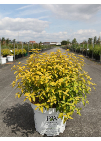 CARYOPTERIS clandonensis SUNNY BLUE® - Barbe bleue En pot de 10-12 litres buisson hauteur 040-060 cm