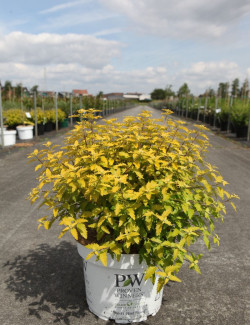 CARYOPTERIS clandonensis SUNNY BLUE® - Barbe bleue En pot de 10-12 litres buisson hauteur 040-060 cm