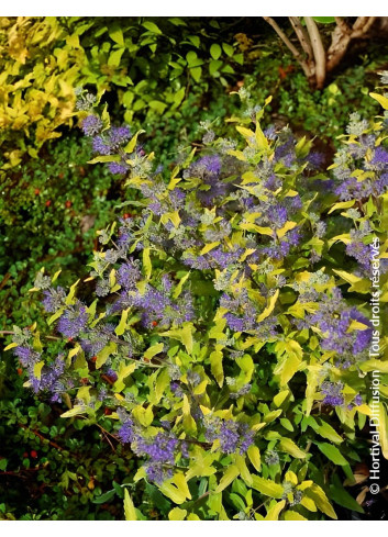 CARYOPTERIS clandonensis SUNNY BLUE® - Barbe bleue