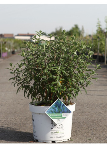 CARYOPTERIS clandonensis BEYOND MIDNIGHT® - Barbe bleue En pot de 10-12 litres buisson hauteur 040-060 cm