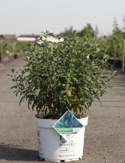 CARYOPTERIS clandonensis BEYOND MIDNIGHT® - Barbe bleue En pot de 10-12 litres buisson hauteur 040-060 cm