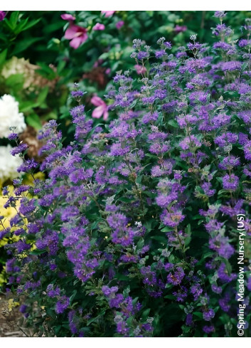 CARYOPTERIS clandonensis BEYOND MIDNIGHT® - Barbe bleue
