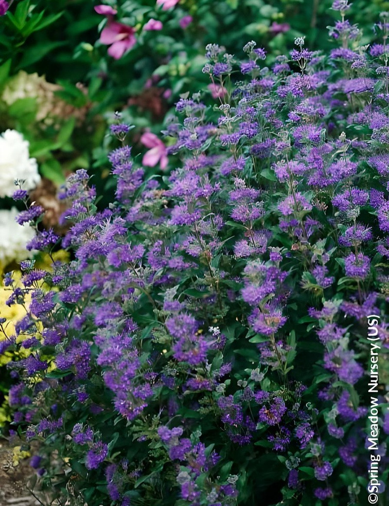 CARYOPTERIS clandonensis BEYOND MIDNIGHT® - Barbe bleue