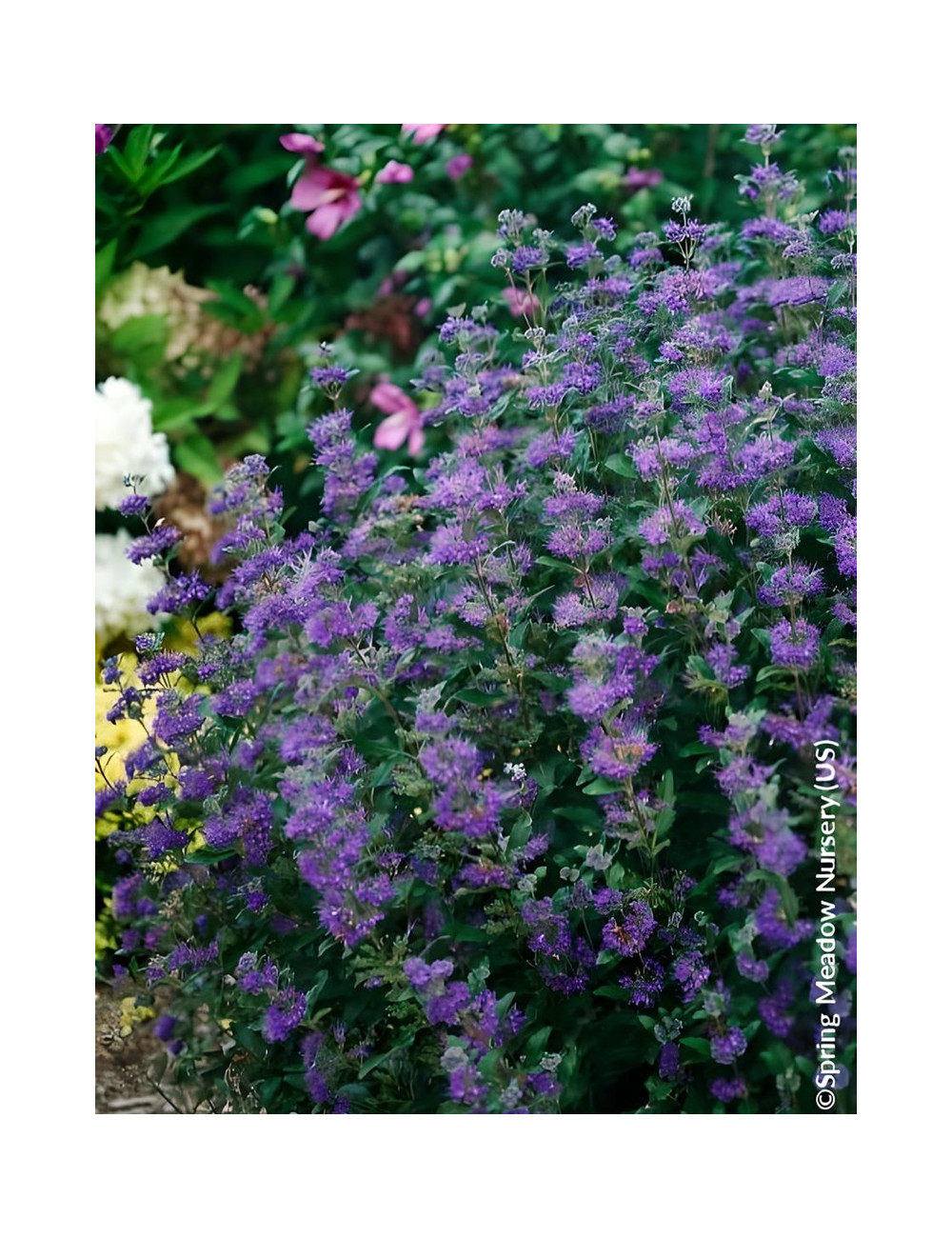 CARYOPTERIS clandonensis BEYOND MIDNIGHT® - Barbe bleue