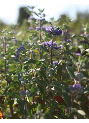 CARYOPTERIS clandonensis BEYOND MIDNIGHT® - Barbe bleue