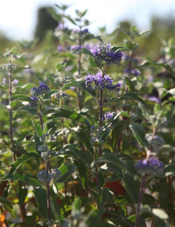 CARYOPTERIS clandonensis BEYOND MIDNIGHT® - Barbe bleue