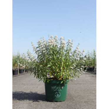 CARYOPTERIS clandonensis PINK PERFECTION® - Barbe bleue En pot de 10-12 litres buisson hauteur 040-060 cm