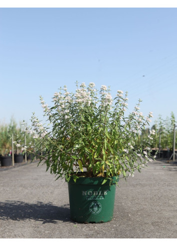 CARYOPTERIS clandonensis PINK PERFECTION® - Barbe bleue En pot de 10-12 litres buisson hauteur 040-060 cm