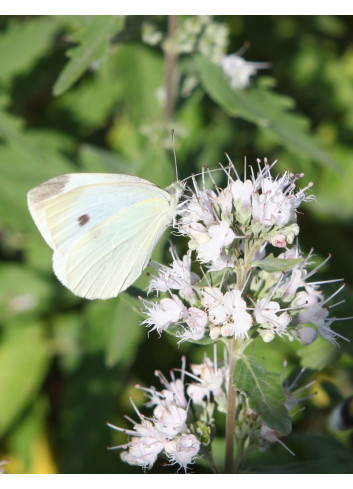 CARYOPTERIS clandonensis PINK PERFECTION® - Barbe bleue