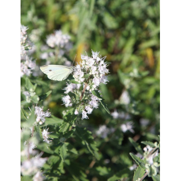 Caryopteris clandonensis Pink Perfection, arbuste compact à floraison rose tendre