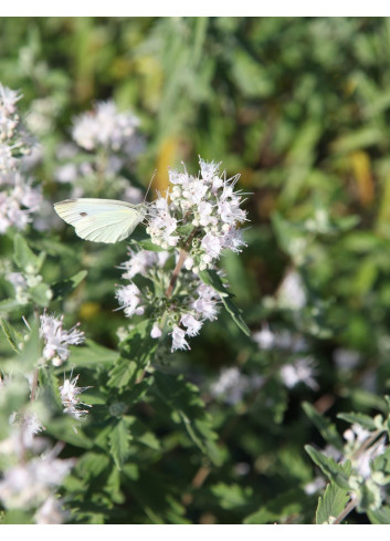 Caryopteris clandonensis Pink Perfection, arbuste compact à floraison rose tendre