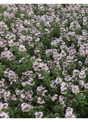 CARYOPTERIS clandonensis PINK PERFECTION® - Barbe bleue