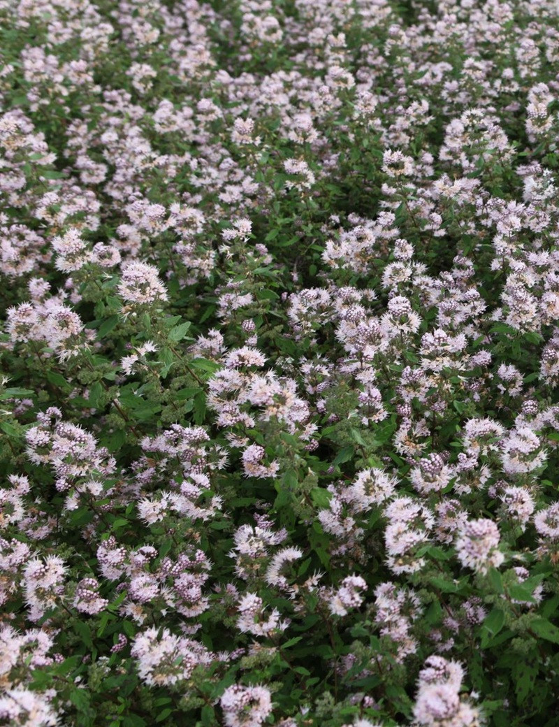 CARYOPTERIS clandonensis PINK PERFECTION® - Barbe bleue