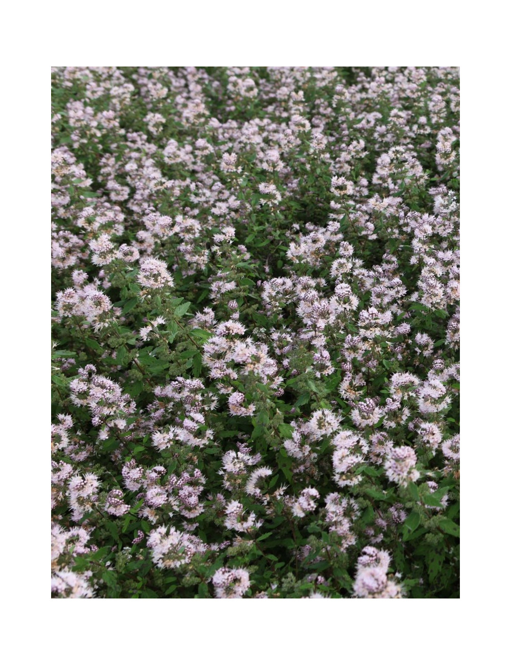CARYOPTERIS clandonensis PINK PERFECTION® - Barbe bleue
