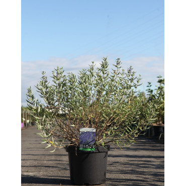 CARYOPTERIS clandonensis FIRST CHOICE - Barbe bleue En pot de 10-12 litres buisson hauteur 040-060 cm