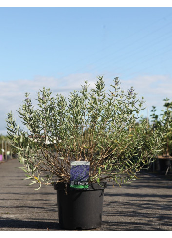 CARYOPTERIS clandonensis FIRST CHOICE - Barbe bleue En pot de 10-12 litres buisson hauteur 040-060 cm