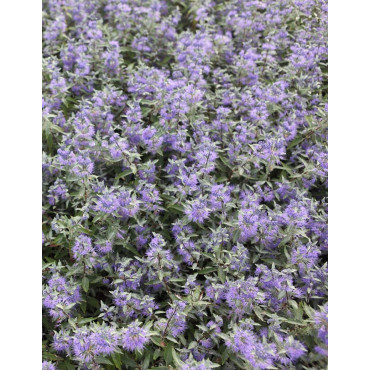 CARYOPTERIS clandonensis FIRST CHOICE - Barbe bleue