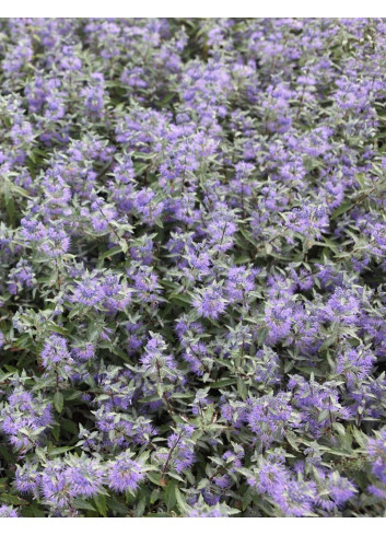 CARYOPTERIS clandonensis FIRST CHOICE - Barbe bleue