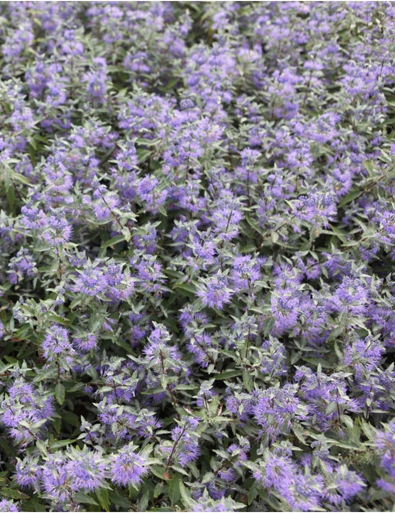 CARYOPTERIS clandonensis FIRST CHOICE - Barbe bleue