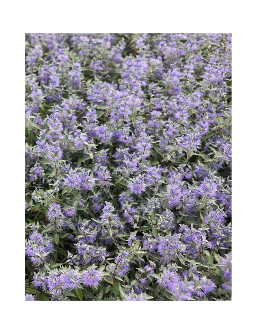 CARYOPTERIS clandonensis FIRST CHOICE - Barbe bleue