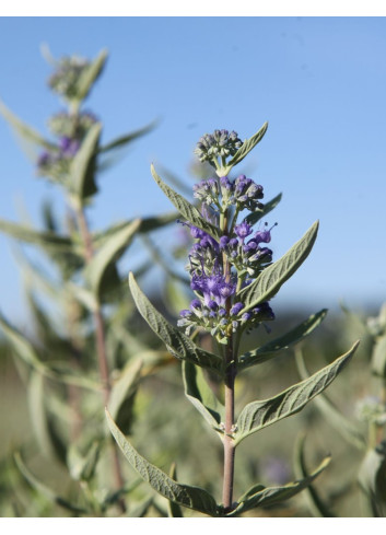 CARYOPTERIS clandonensis FIRST CHOICE - Barbe bleue
