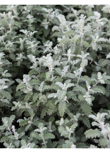 BUDDLEJA glomerata SILVER SRVICE - Arbre aux papillons