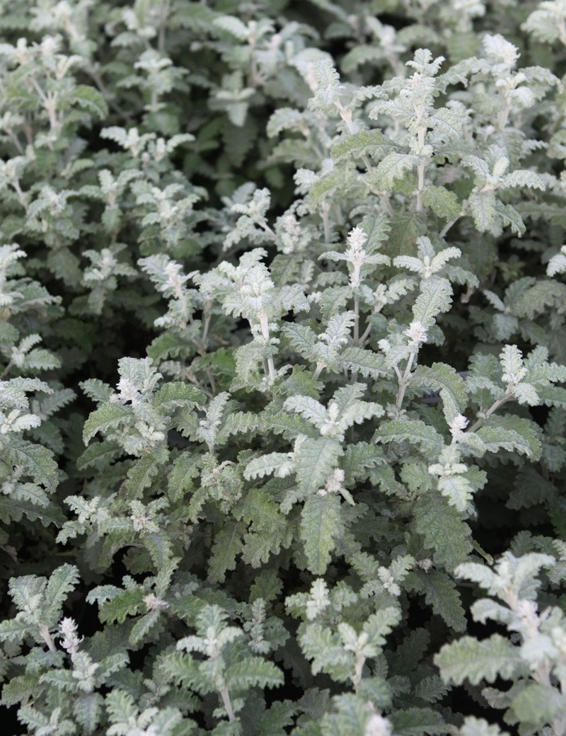 BUDDLEJA glomerata SILVER SRVICE - Arbre aux papillons