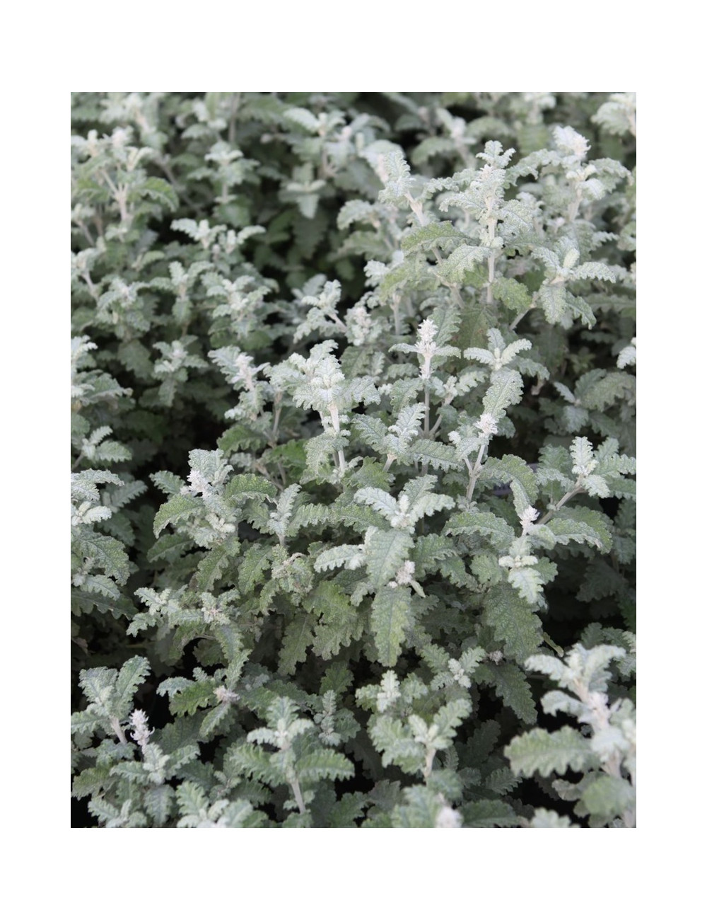 BUDDLEJA glomerata SILVER SRVICE - Arbre aux papillons